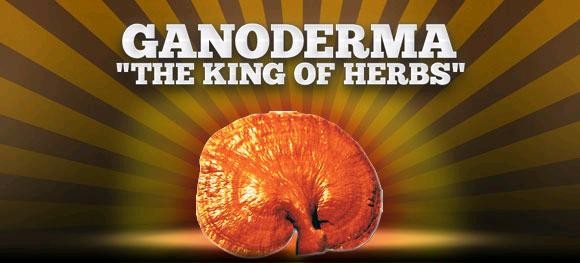 ganoderma king of herbs